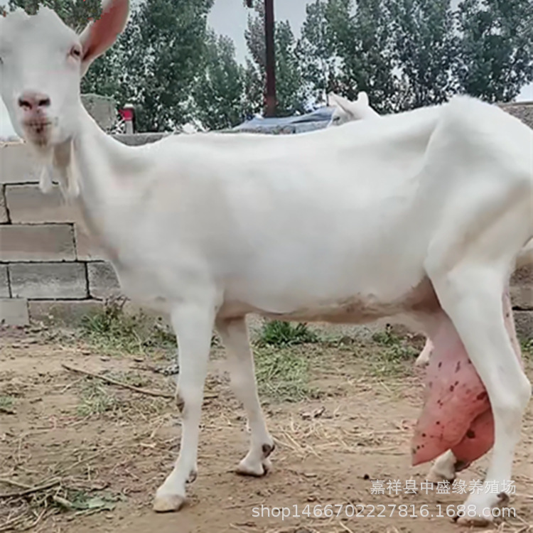 萨能奶山羊益饲养技术养殖前景能产多少奶