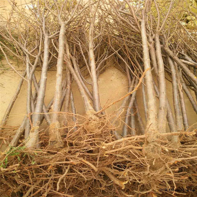 晚熟映霜红冬桃苗果实鲜红脆甜多汁抗病害庭院种植嫁接桃树苗价低