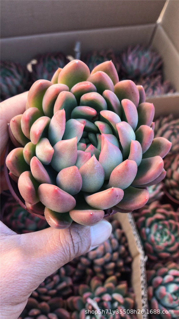 0181精品大棚批发多肉植物盆栽 冰心公主单头盆9cm多肉品种裸根发