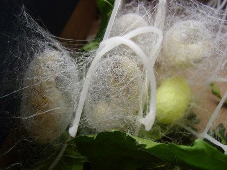 蚕还是白白胖胖和普通的蚕没有论何区别,但是在结茧