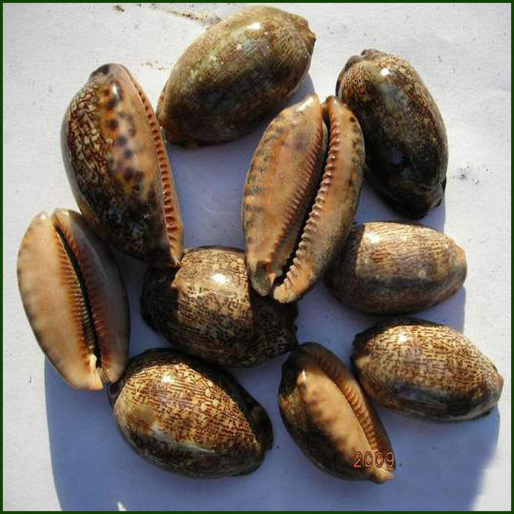 紫贝齿紫贝文贝中药材批发量大优惠