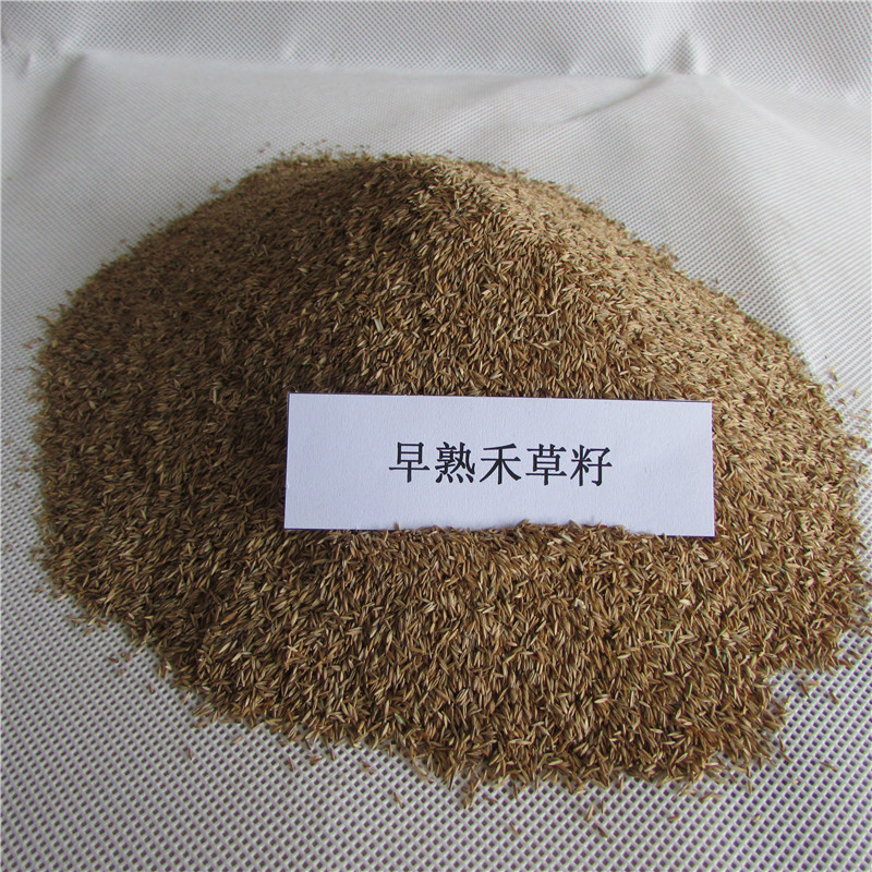 庭院别墅绿化用草坪种子早熟禾耐寒耐旱耐践踏早熟禾草籽