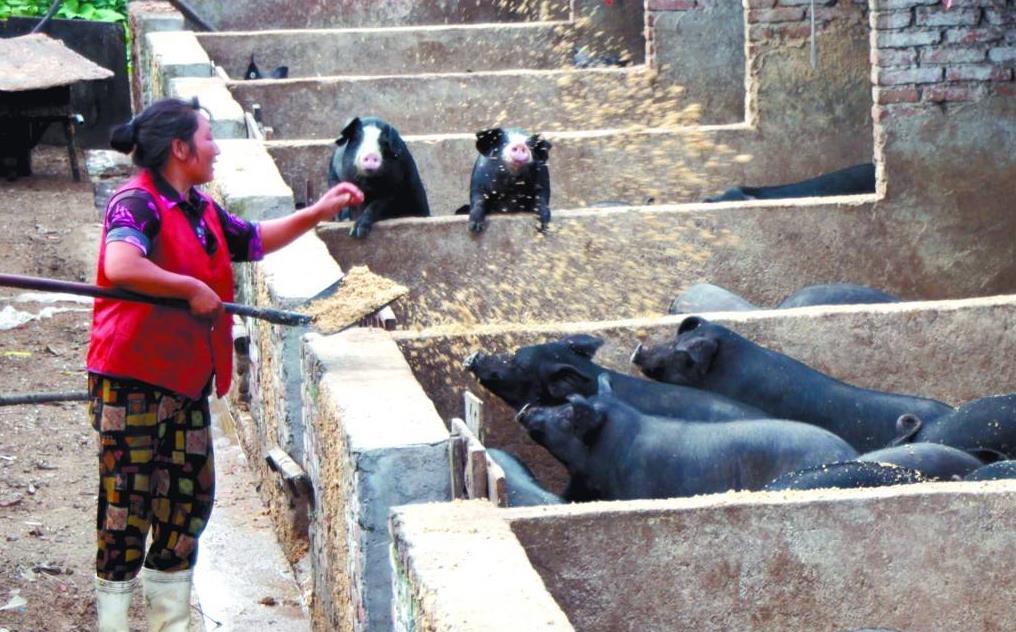 潲水不用蒸煮就喂猪健康饲喂技术