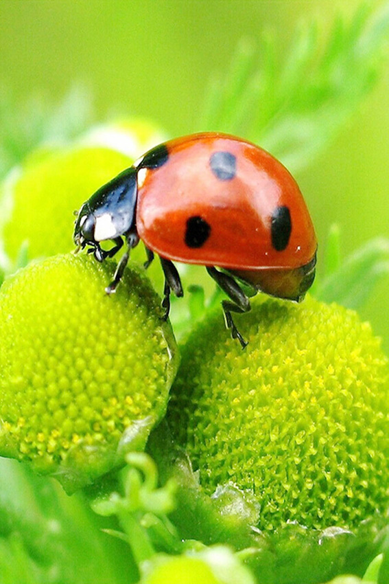 diy钻石画5d 甲壳虫 树脂满钻 亚马逊wish速卖通 跨境量大从优