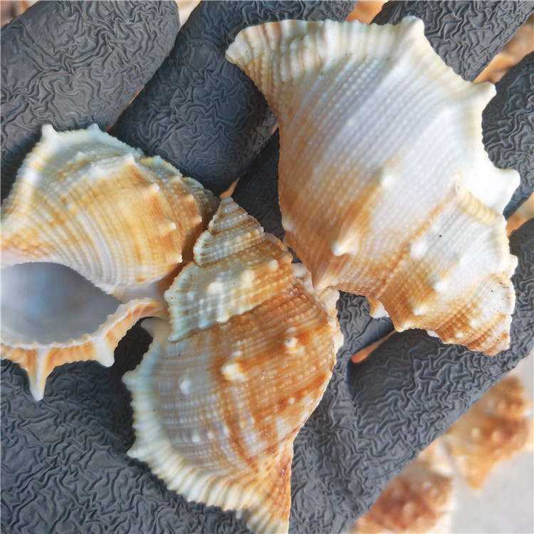厂家直批天然海螺贝壳扁刺螺 diy地台鱼缸一斤30/40个左右海参螺