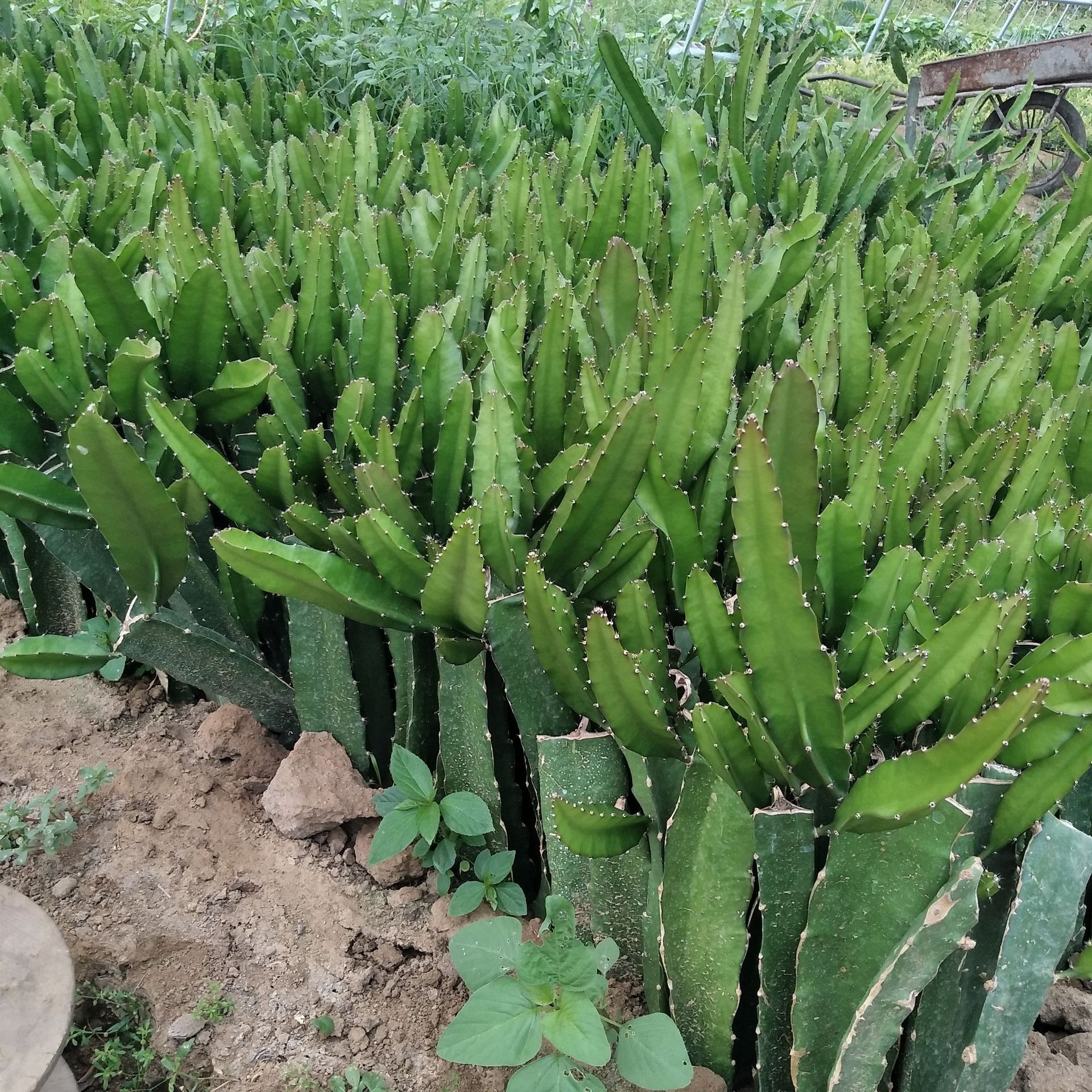 红肉火龙果苗品质优良味道甜火龙果苗现挖现卖量大便宜火龙果苗