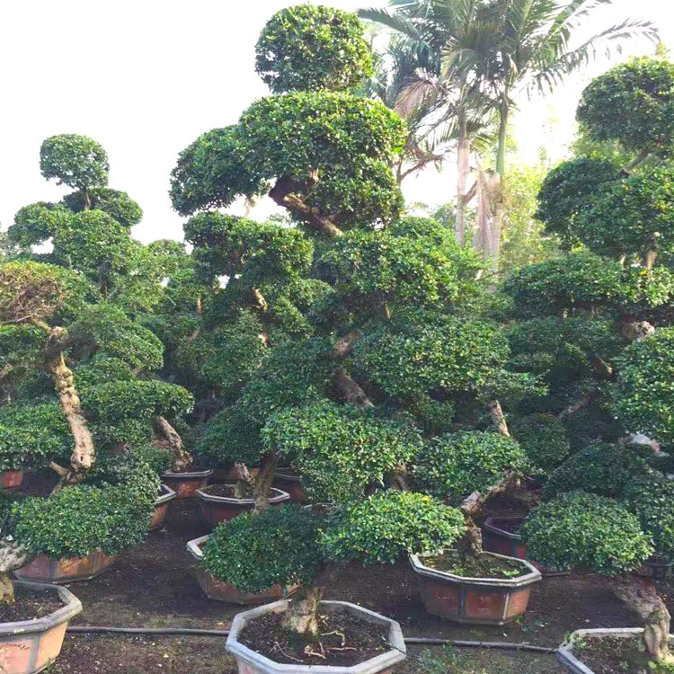 福建御景园艺 造型盆景小叶福建茶风景景桩头古桩树桩批发供应报
