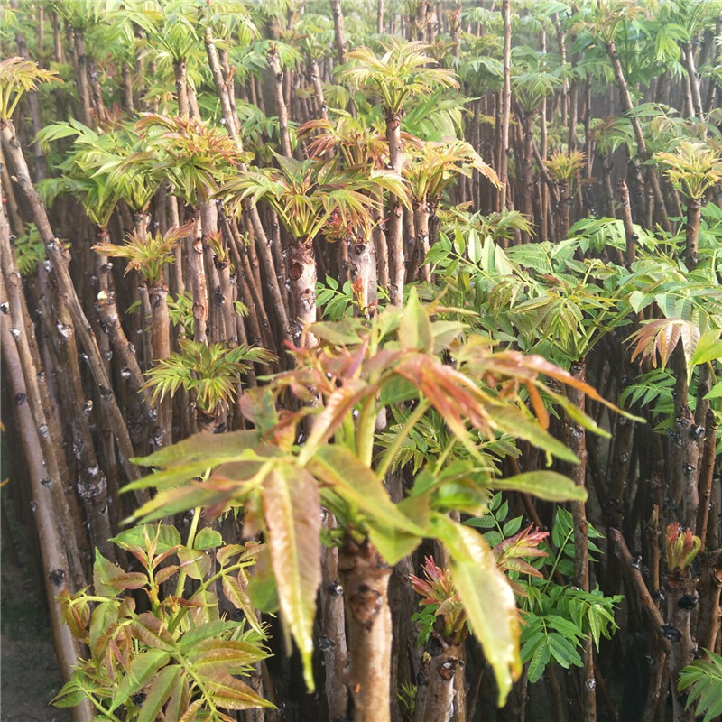 出售2公分香椿树 提供大棚红油香椿树种植技术 泰山香椿树苗价格