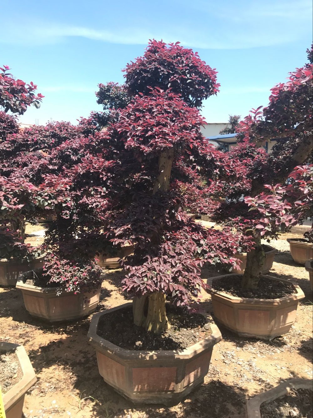 福建造型红花继木桩盆景价格 红花继木古桩批发 红花继木桩头基地