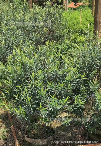 【基地直销】木犀榄 观叶植物 观叶盆栽 观叶常绿小乔木