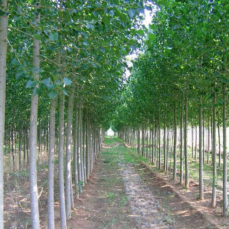 苗圃绿化杨树树苗植树造林用白杨苗107速生杨 山东无絮杨树苗批发