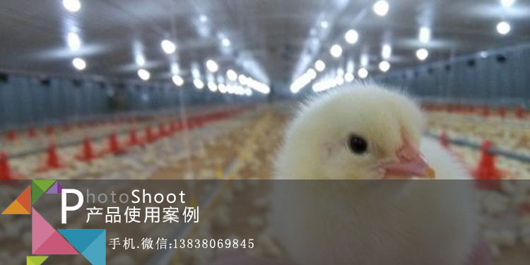 动物饮水保健液养鸡