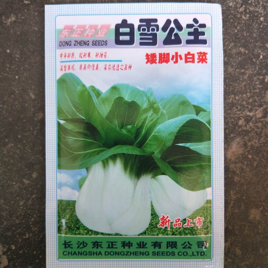 白雪公主矮脚小白菜种子白玉二号 四季小白菜 阳台蔬菜 中熟20克