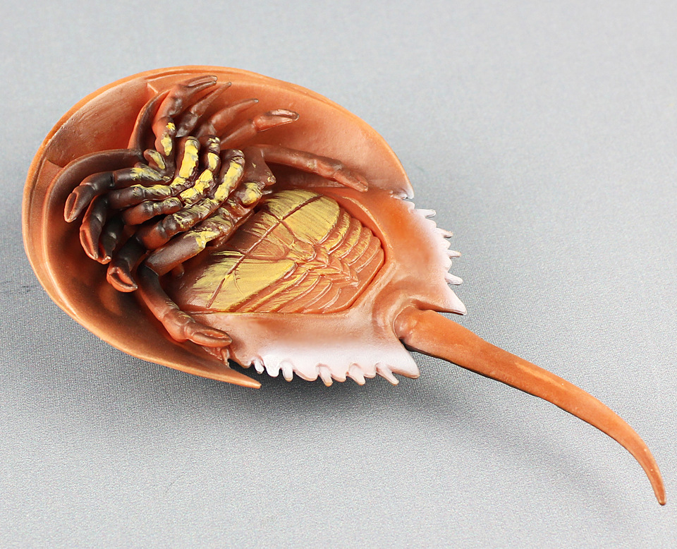 新款鲎仿真海洋生物海洋动物模型塑料海底动物儿童地摊玩具认知