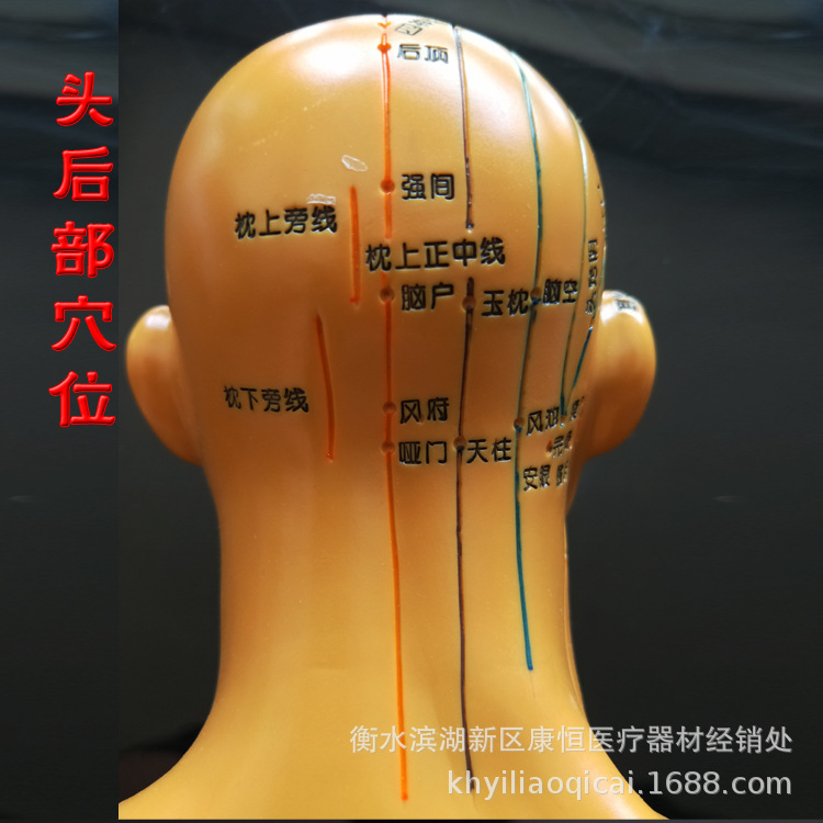 中医教学人体针灸穴位头部模型面部穴位按摩中医头模面部按摩批发