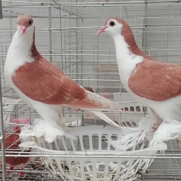 拉合尔鸽图片 黄色拉合尔观赏鸽 企鹅鸽子 彩背青年鸽 燕子鸽