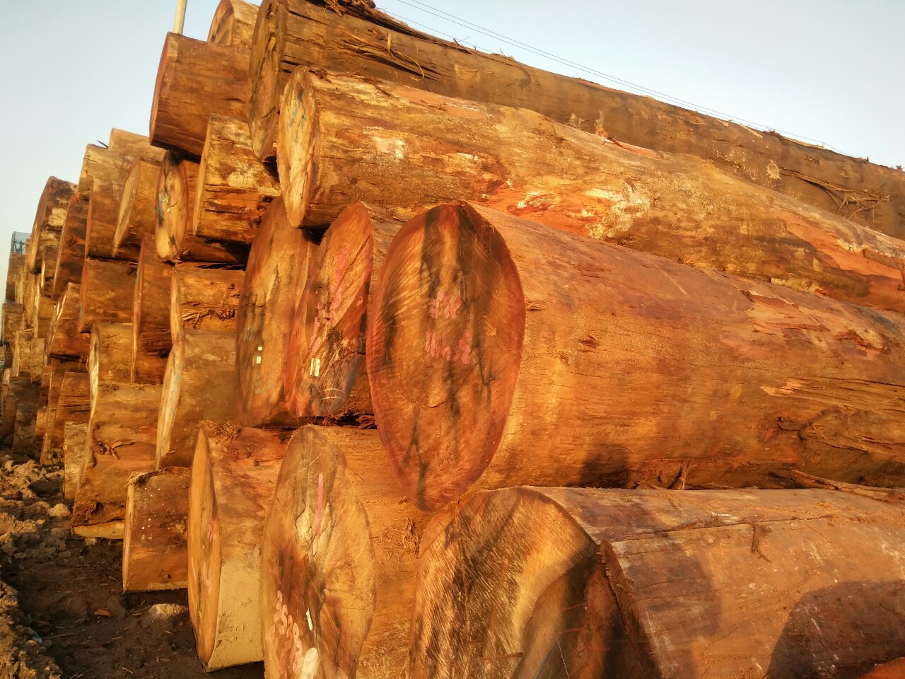 批发芒果木原木 巴新榴莲木 定尺加工芒果木板材 芒果木木材