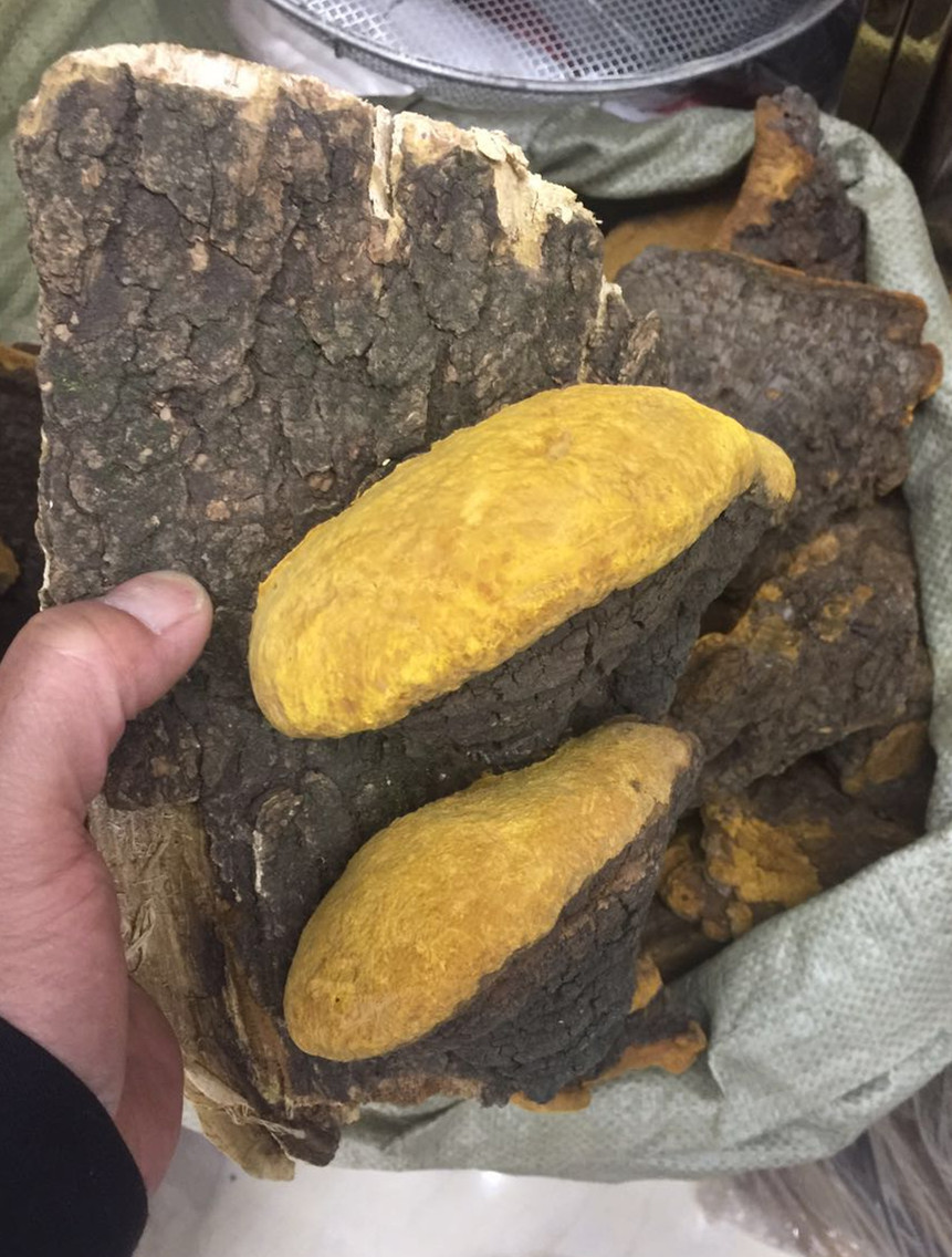 【多彩森众】批发桑黄香格里拉 藏区金边桑黄 可开11点增专票