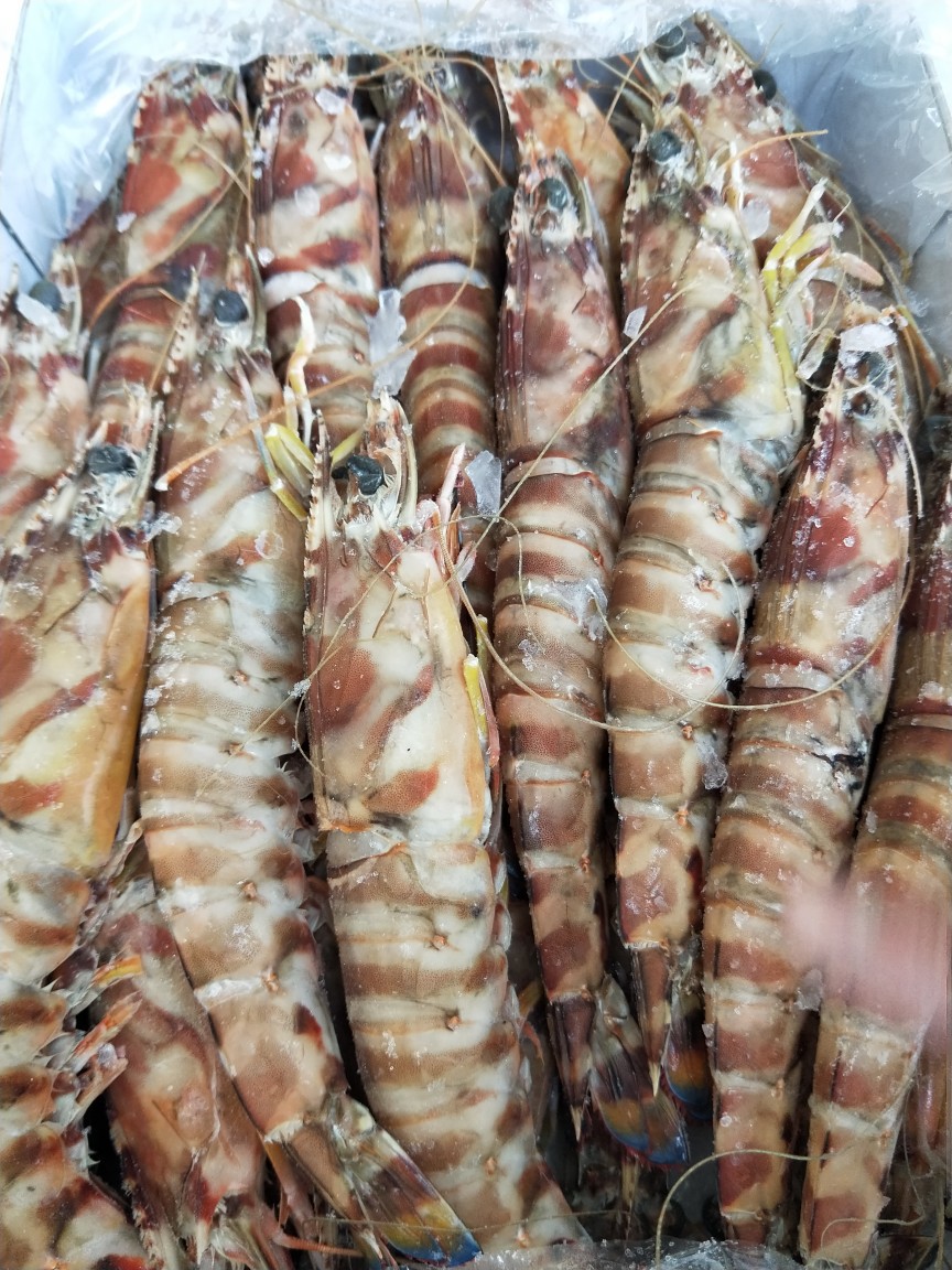 批发供应高档冷冻进口莫桑比克斑节虎虾海捕大对虾微商海鲜货源一