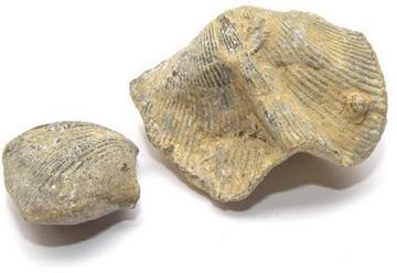 石燕 石燕子,大石燕,燕子石 水飞燕子 中药材批发公司