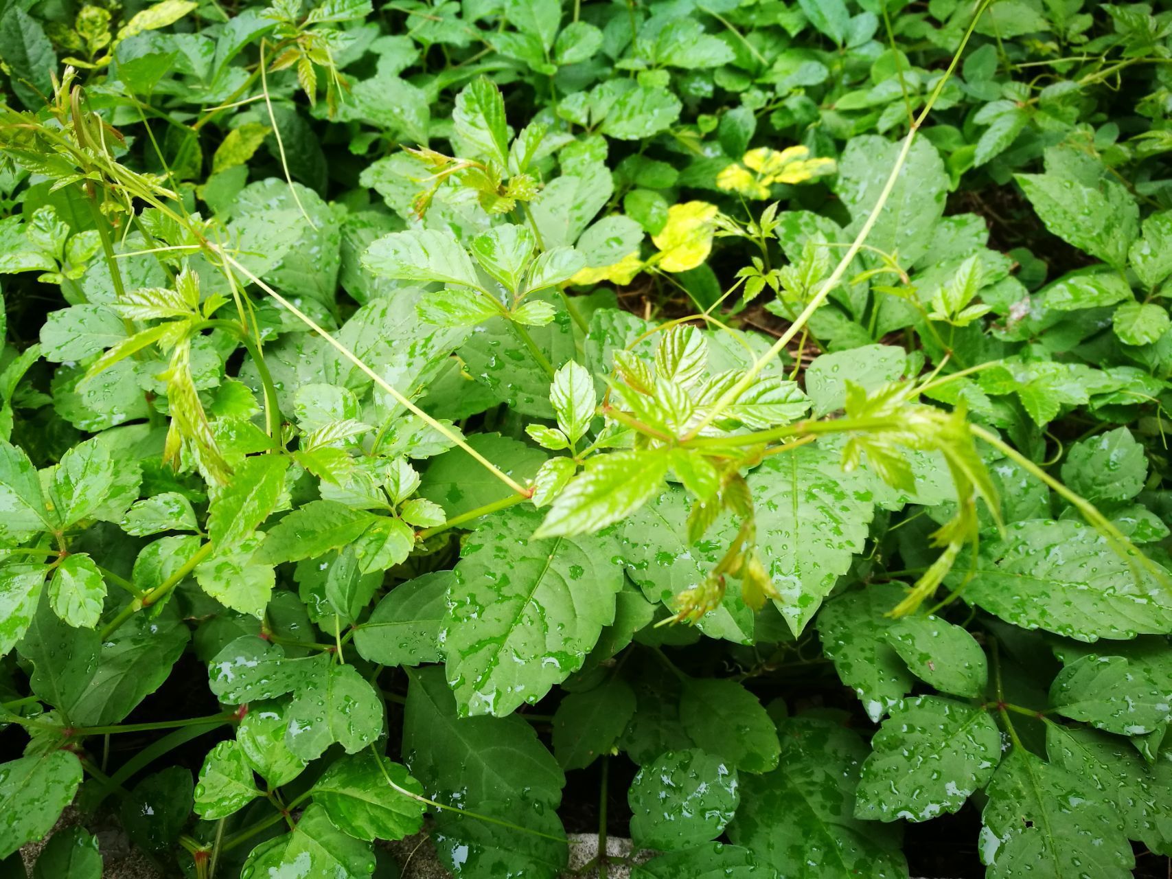 绞股蓝提取物,绞股蓝总皂苷98%,抗癌,抗衰老,降血脂,护肝.