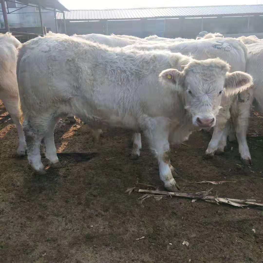 夏洛莱牛能和本地土牛水牛杂交吗
