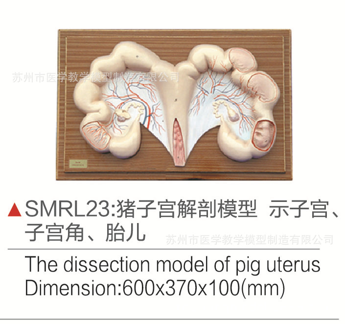 smrl23猪子宫解剖模型