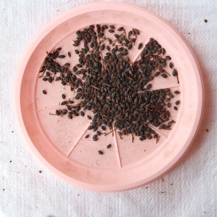 法国冬青种子 批发 新采日本珊瑚树种子 冬珊瑚 法青种子 红果冬