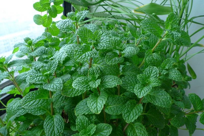 现货供应人气薄荷叶纯露清凉爽肤水量大从优店长推荐