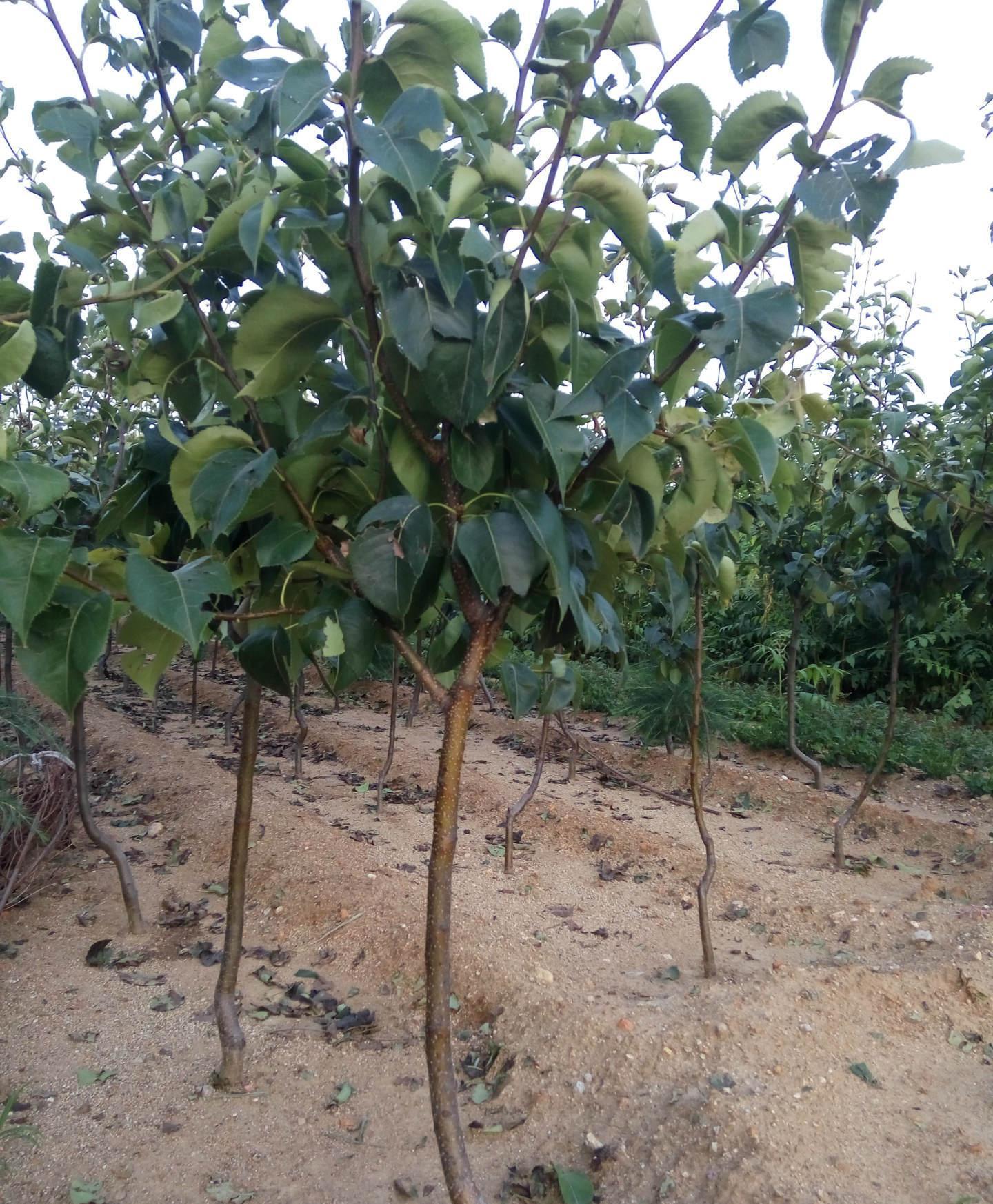 园林果树-梨树苗嫁接果树盆栽地栽庭院香梨早酥红梨苗南方北方种植当