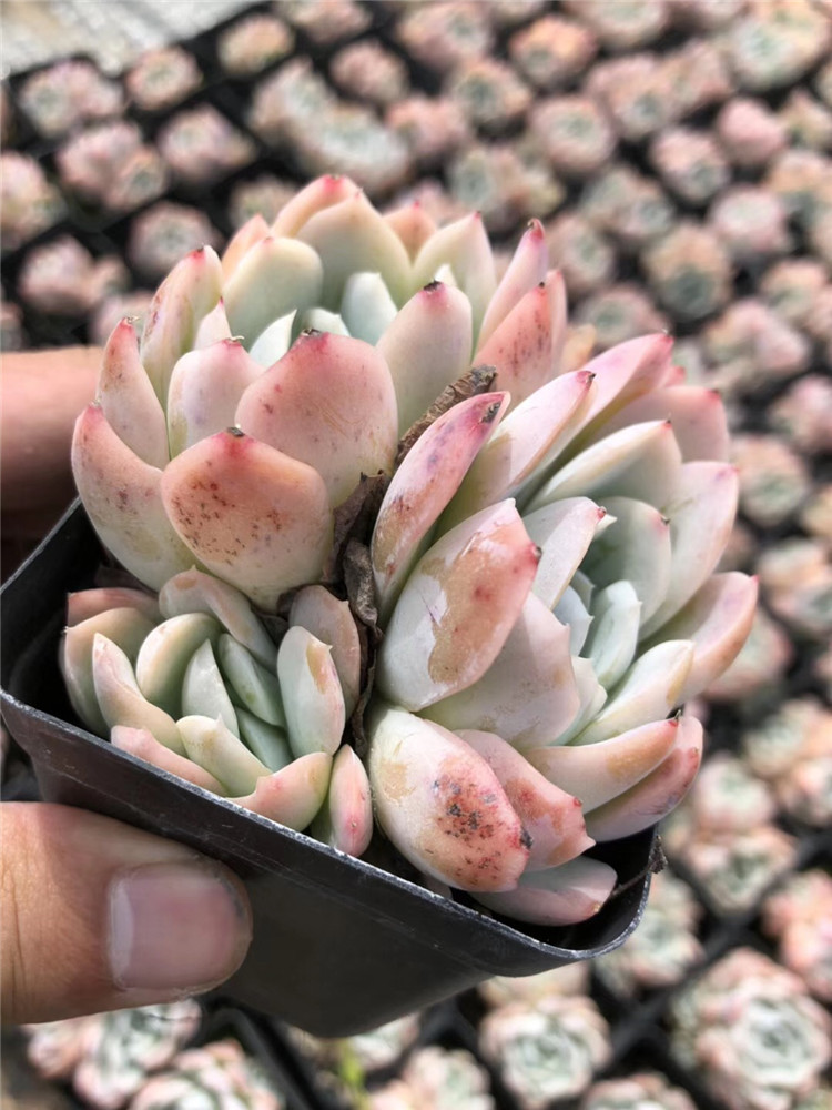 0181露养多肉植物大棚批发 控养墨西哥雪球盆7cm多肉品种裸根发