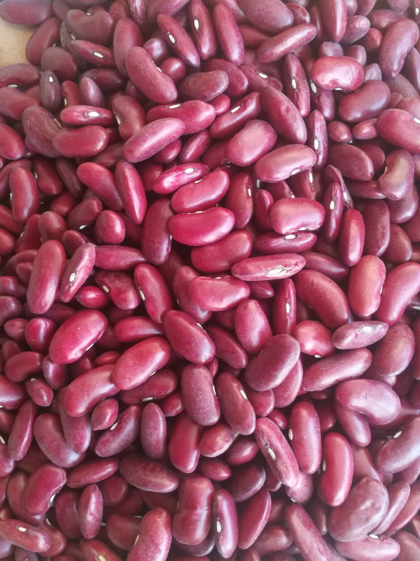 供应大包装手选英国红芸豆,罐头用英国红芸豆,英国红,红腰豆