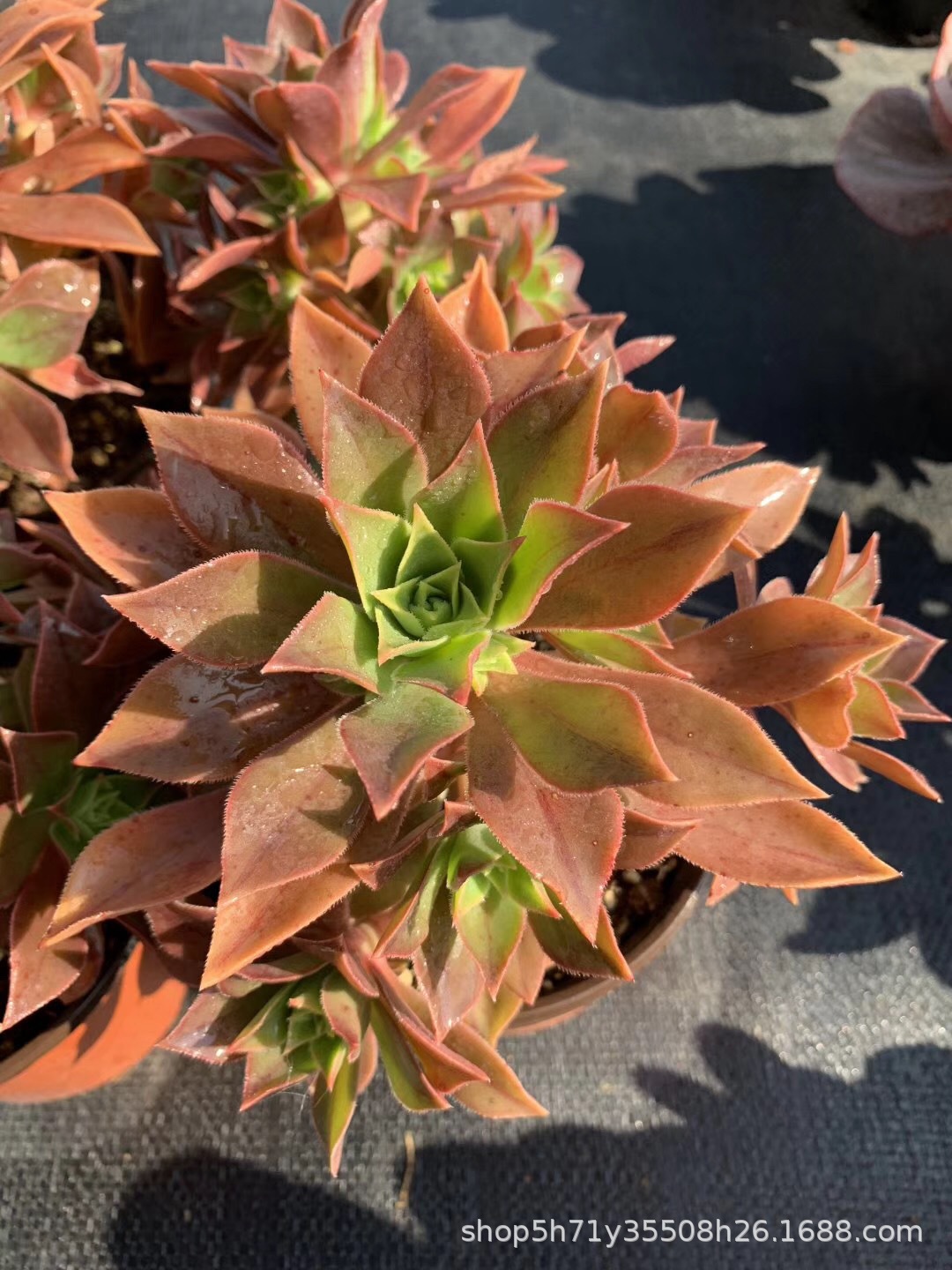 855状态多肉植物基地批发众赞曲法师小桩多肉法师品种裸根发