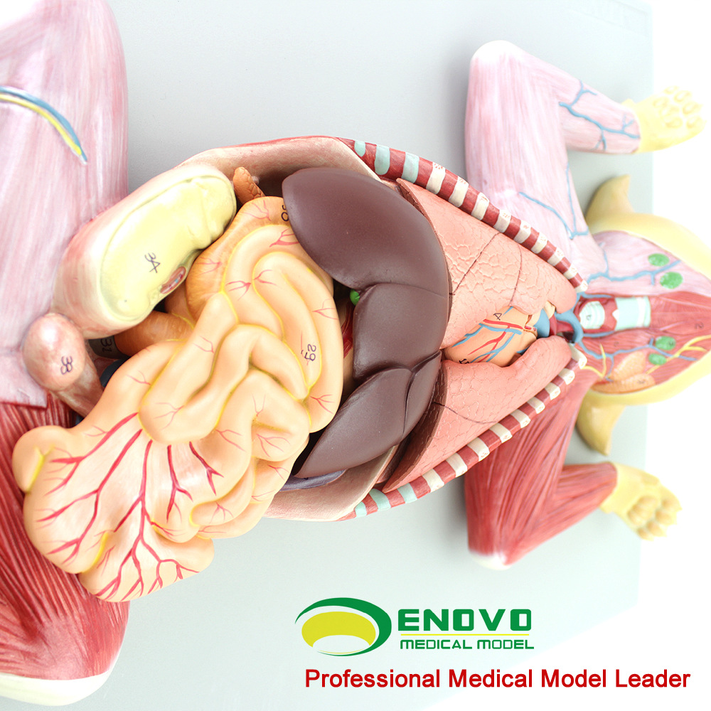 enovo颐诺猫解剖模型 宠物器官内脏肌肉神经兽医畜牧教学动物图谱
