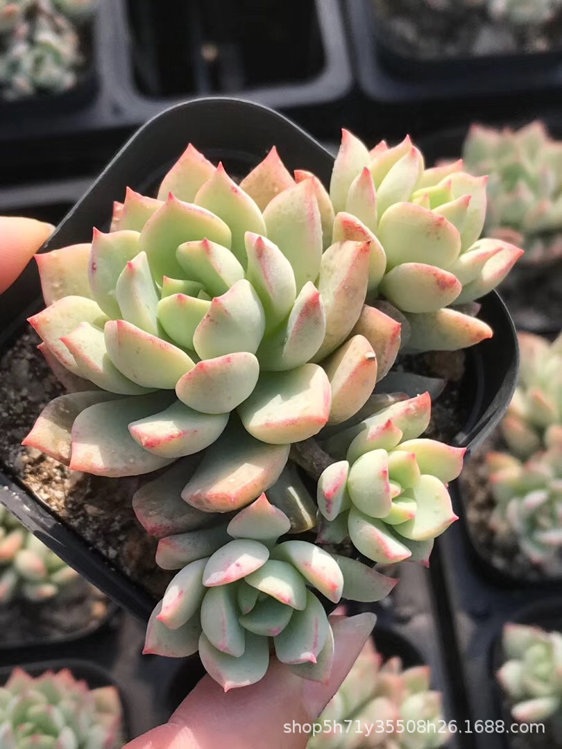 027大棚精品盆栽多肉植物批发 阿兰塔群生多肉品种 品相实拍特价