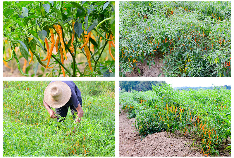 厂家直销 三樟树 新鲜黄贡椒 货源充足 质量保障