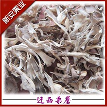 100g迁西栗蘑特选灰树花干货无泥沙舞茸迁西特色食品,送礼自食皆