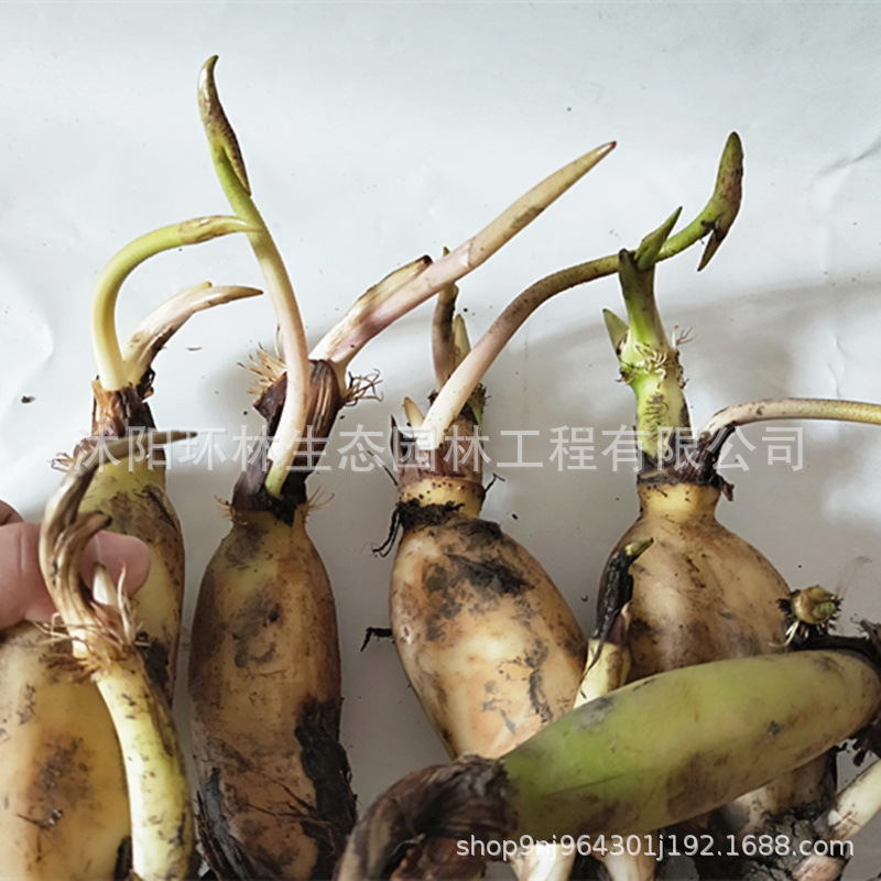批发荷花苗 荷花莲藕苗 水生观赏植物四季种植净化水质河道绿化苗