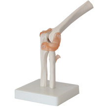 厂家 人体肘关节模型附韧带 六大关节模型 人体骨骼模型 骨架模型