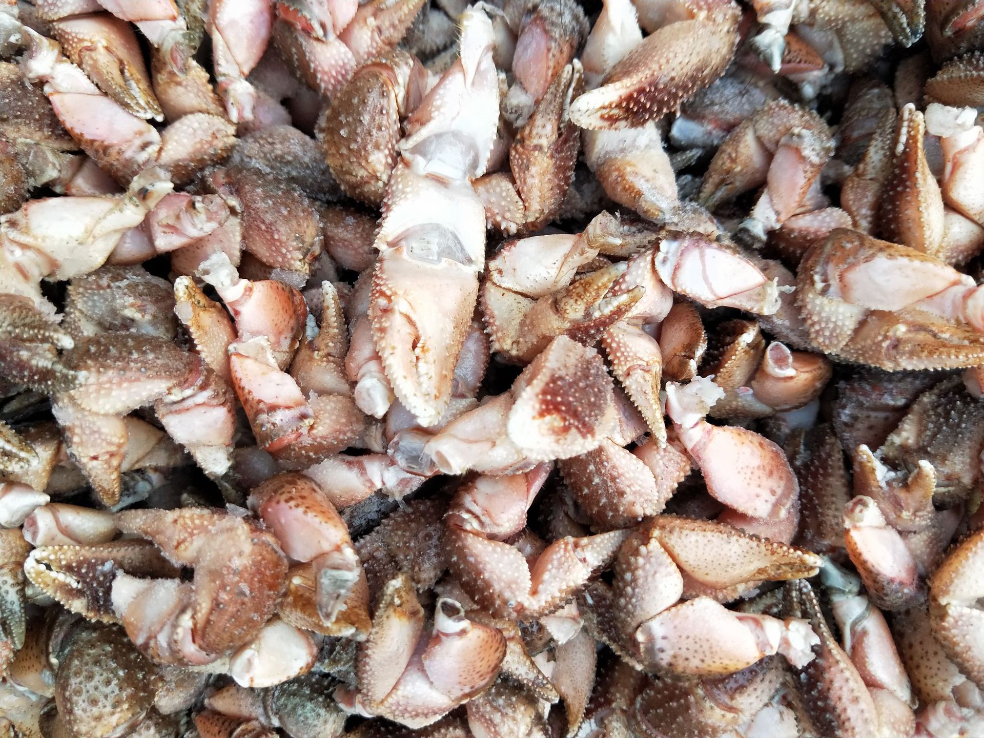 供应鲜冻蟹钳蟹脚海怪腿酱爆红烧寄居蟹腿肉质鲜嫩冷冻蟹钳类批发