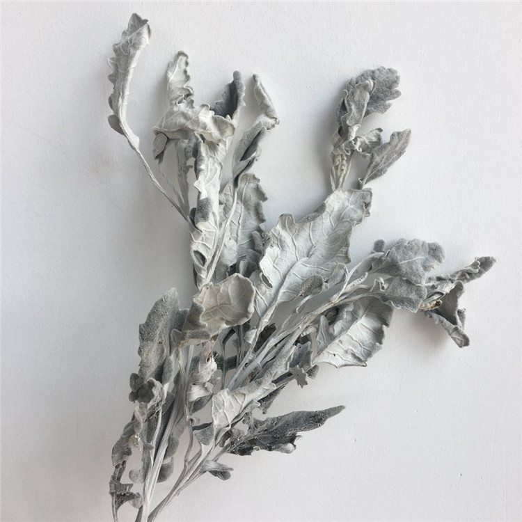 【银叶菊】自然干花 花束礼盒 软装配材