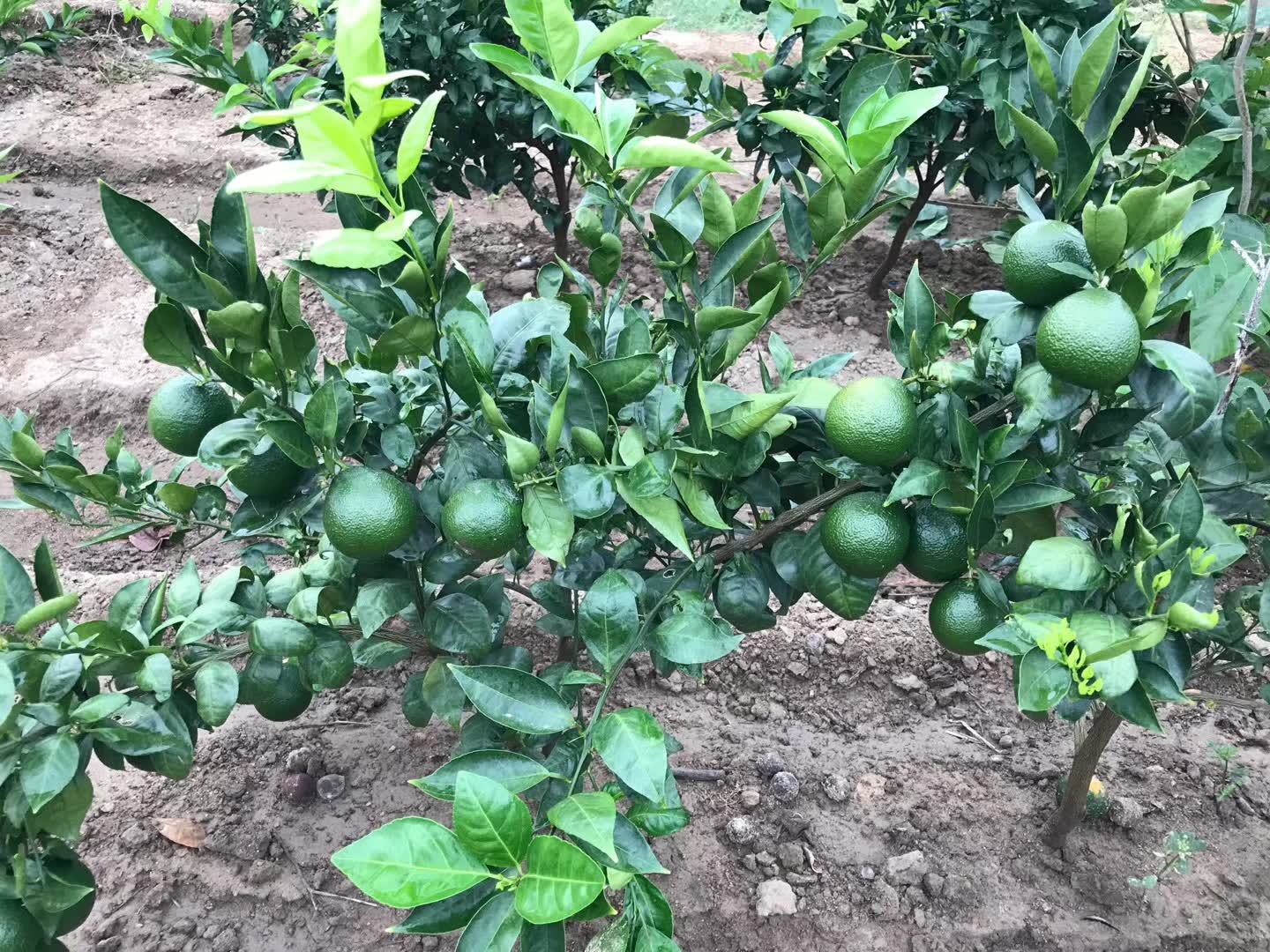 湖北丑八怪柑橘苗品种纯正基地直发丑柑苗批发