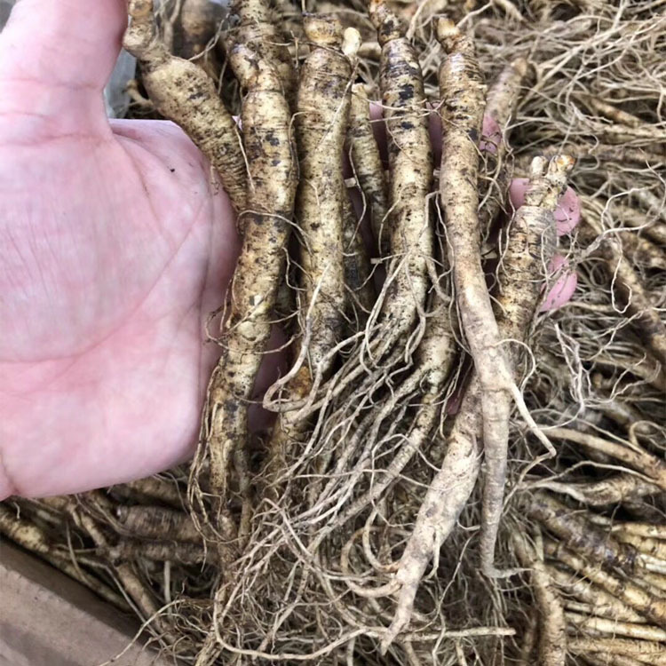 参类滋补品-东北特产长白山精选新鲜水参未经加工人参