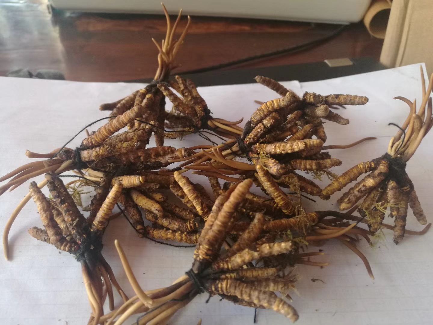 【50条顺丰包邮】2018年新鲜冬虫夏草 香格里拉东旺 产地直批虫草