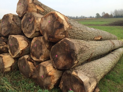 长期供应精品进口原木 杨木 原木材料大量供应