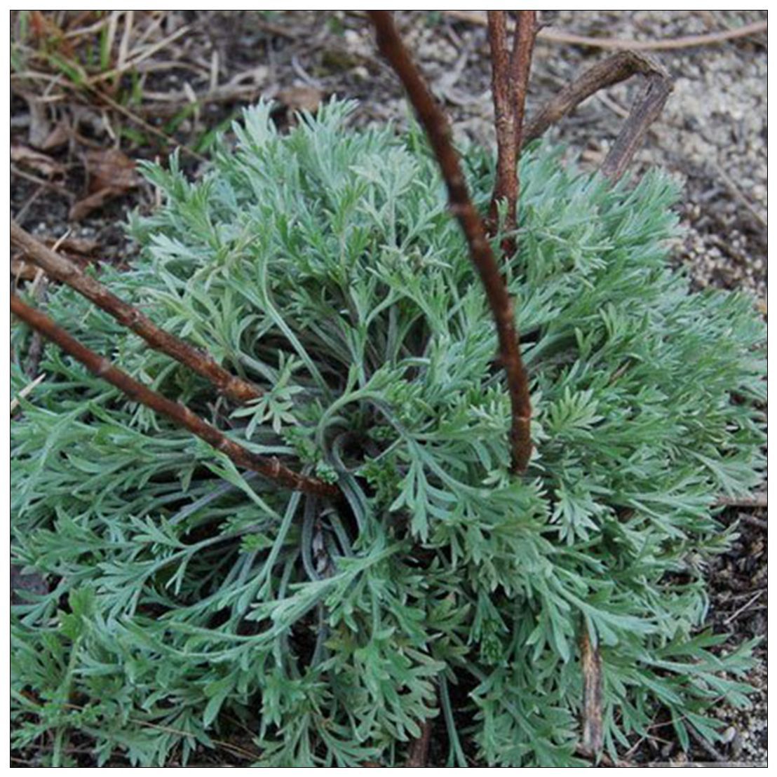 茵陈 泡水喝绵茵陈500克 甘肃陇南 三月茵陈(白蒿) 产地批发