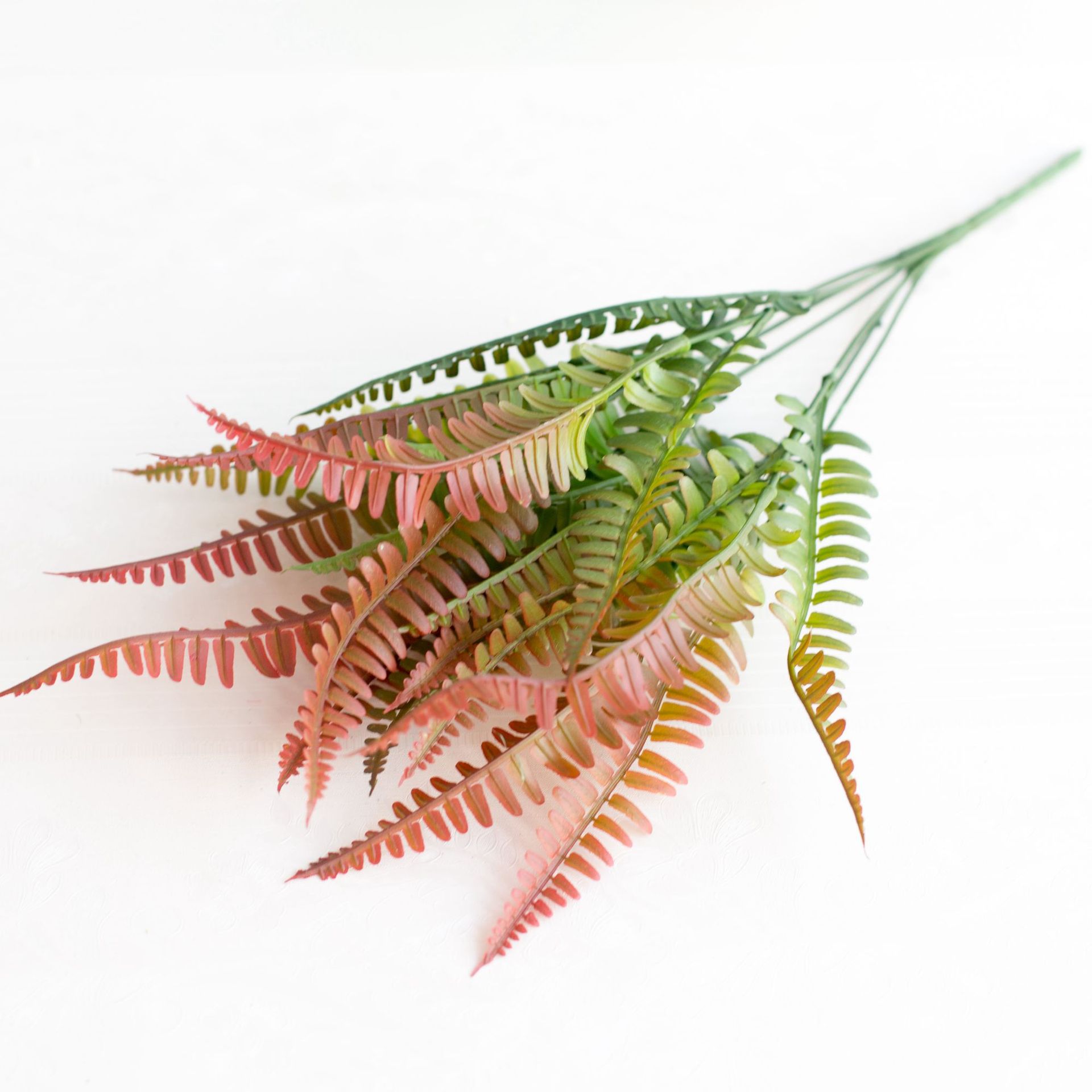 喷色波斯草 排草蕨草室内盆栽 波斯草绿草植物墙配材