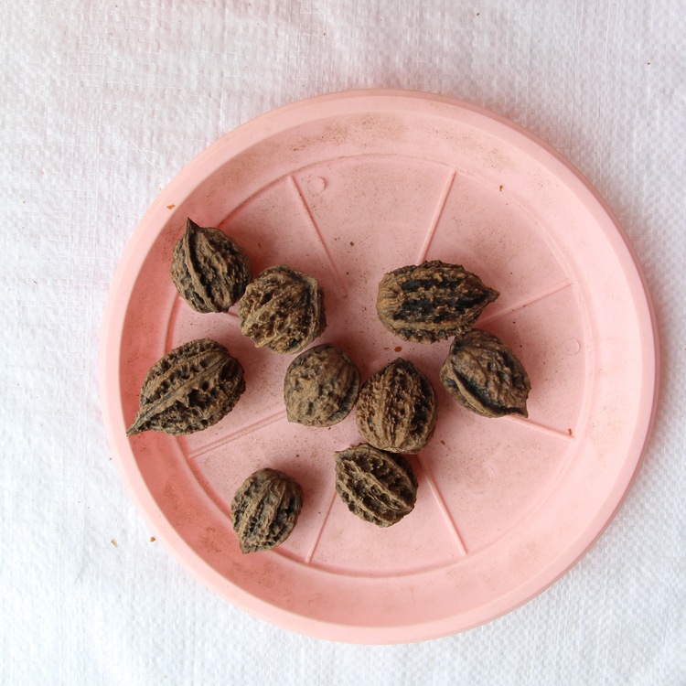 核桃种子 新采核桃种子 山核桃种子 可作钻木 嫁接各种核桃树种子