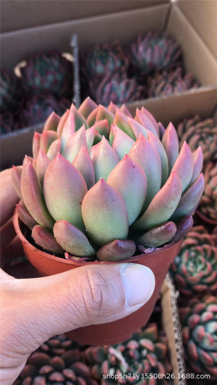 0181精品大棚批发多肉植物盆栽 冰心公主单头盆9cm多肉品种裸根发