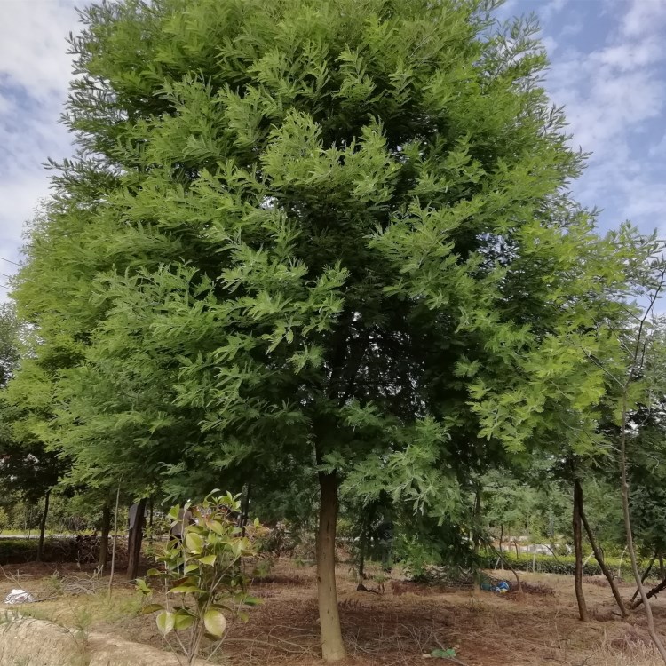 供应园林绿化苗木 10--12公分合欢树苗 金合欢 行道树 质量保证